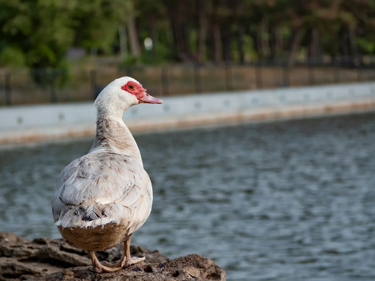 Close-up of a Muscovy duck, the source of the high fill power down clusters.