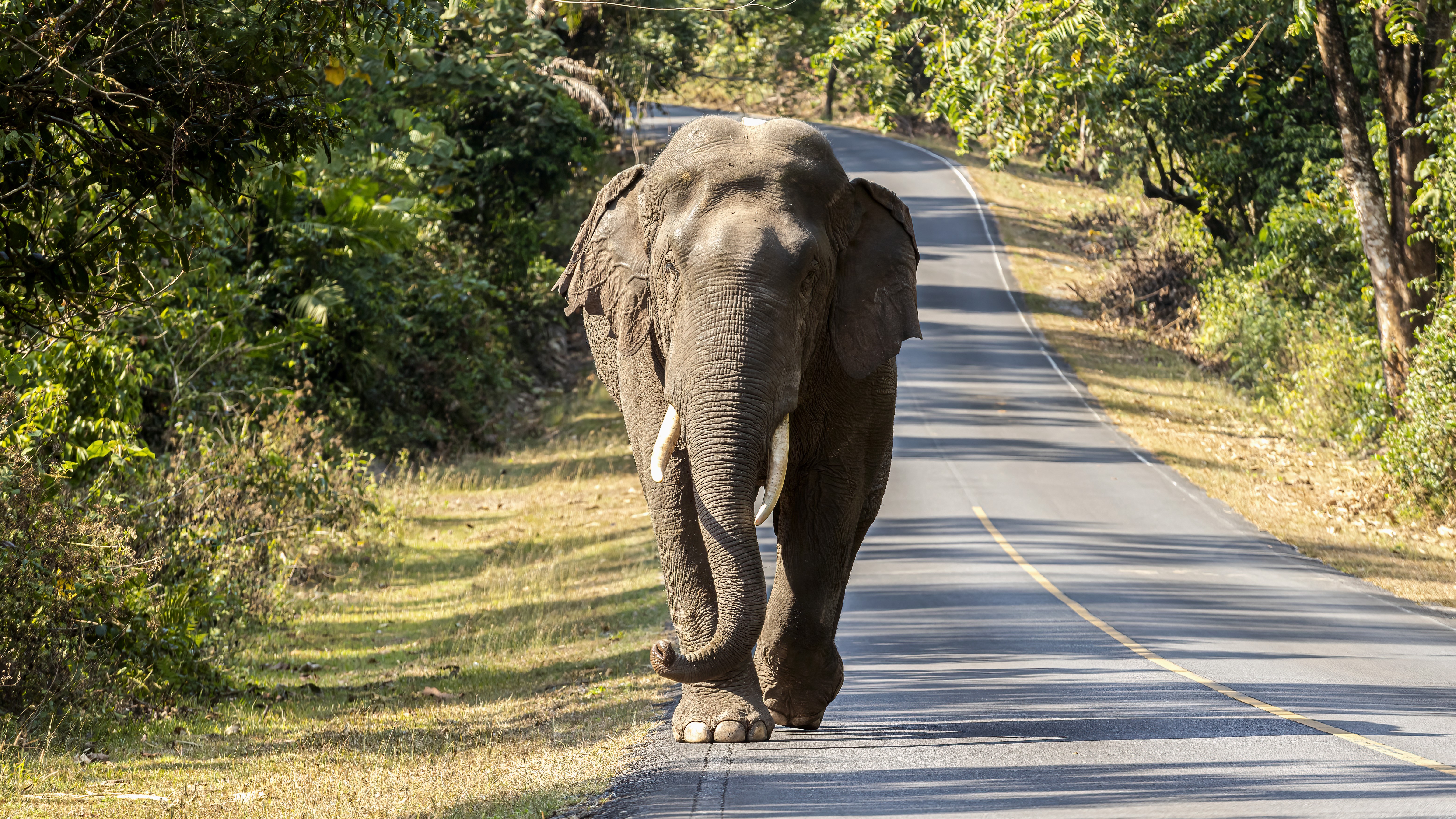 A large African elephant walking directly down a dirt path in a wilderness area.