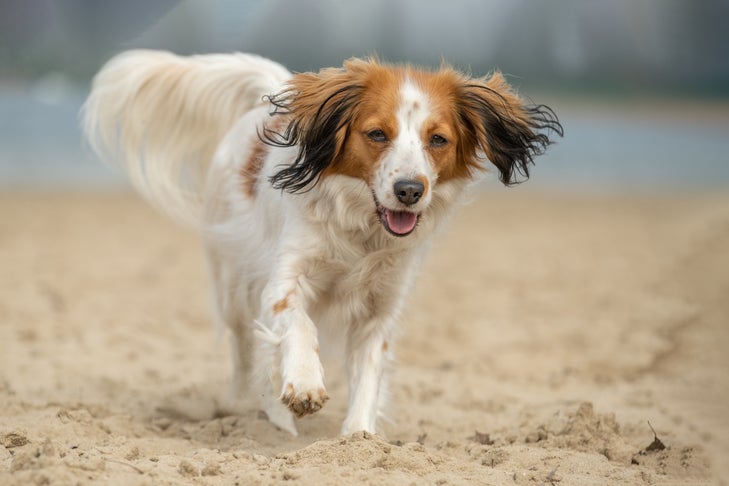 A Nederlandse Kooikerhondje running across a sunny beach.