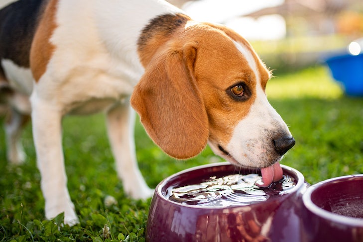 A Beagle dog drinking water in the shade on a grass lawn.