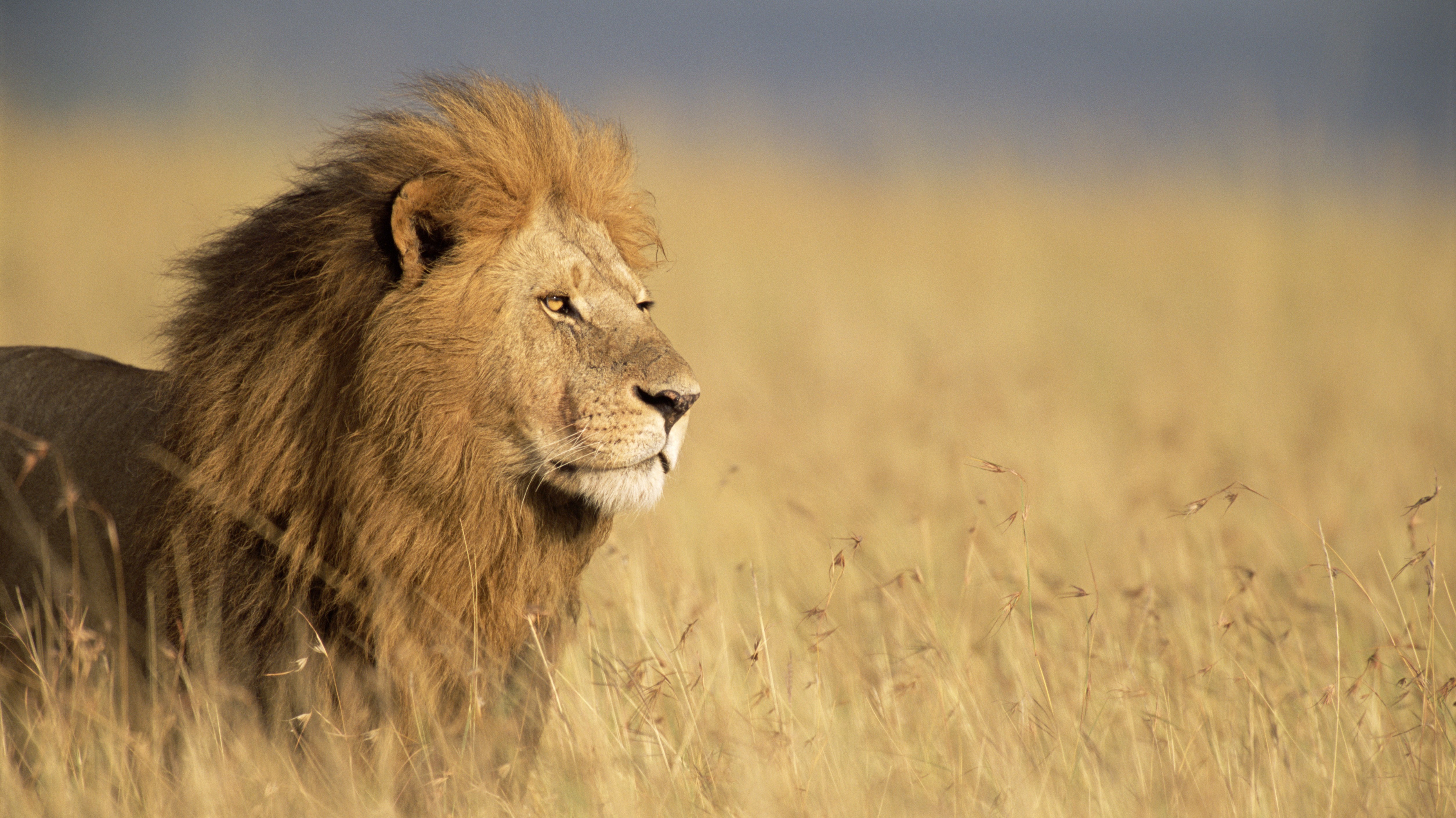 A male African lion standing in the tall grass of the savanna looking toward the camera.
