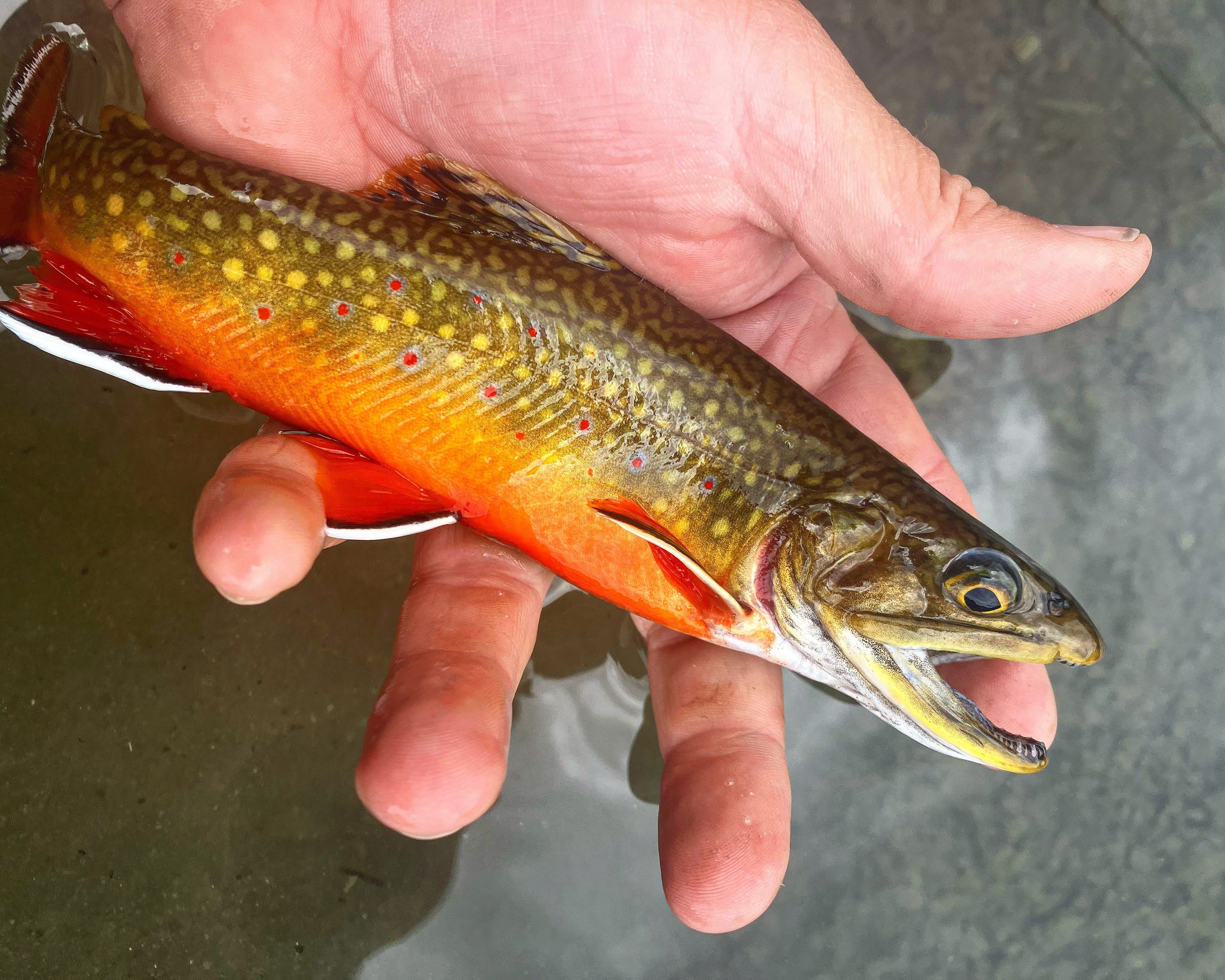 Close-up of a trout with a classic metal spoon lure in its mouth.