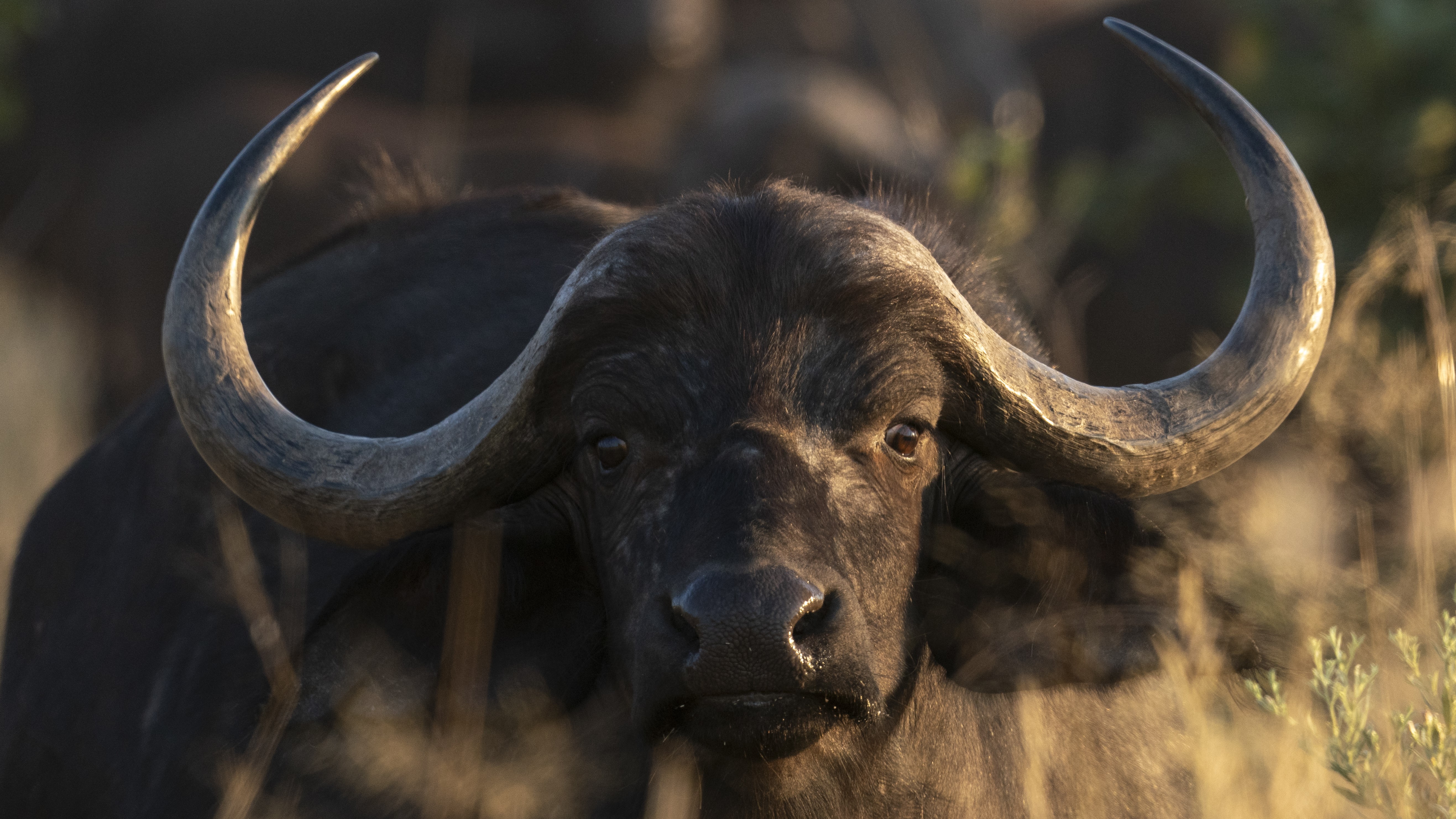 A close-up view of a Cape buffalo staring directly forward with its large horns clearly visible.