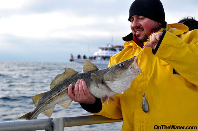 A close-up view of a two-hook high/low saltwater fishing rig equipped with natural bait for cod and ling.