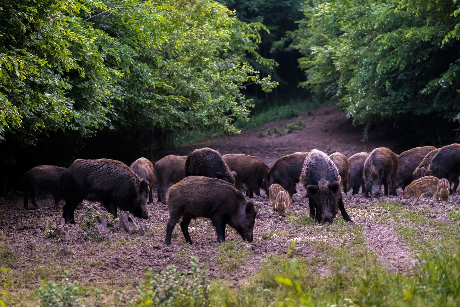 Several feral hogs rooting and feeding in a field.