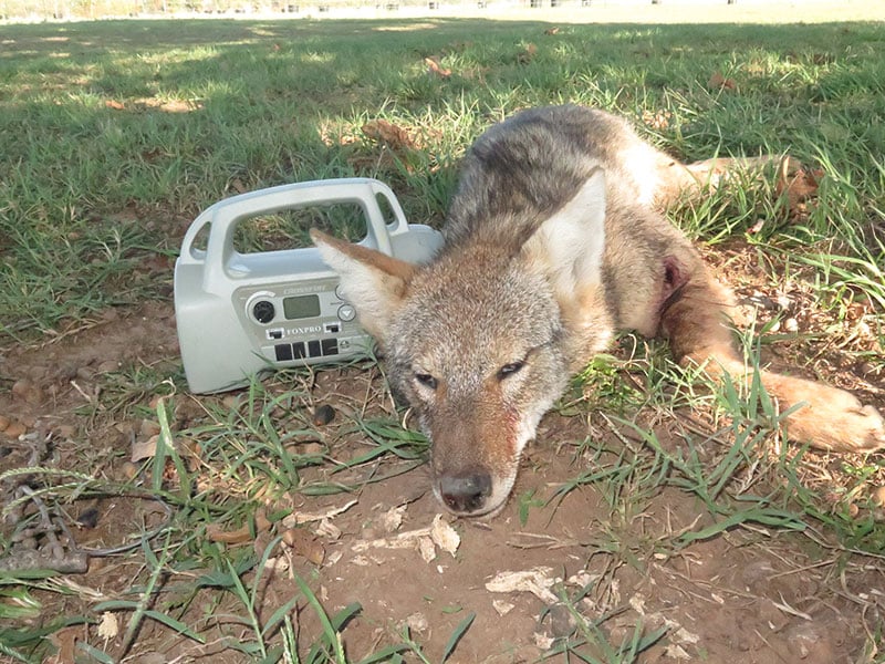An electronic predator caller placed on the ground in a field.