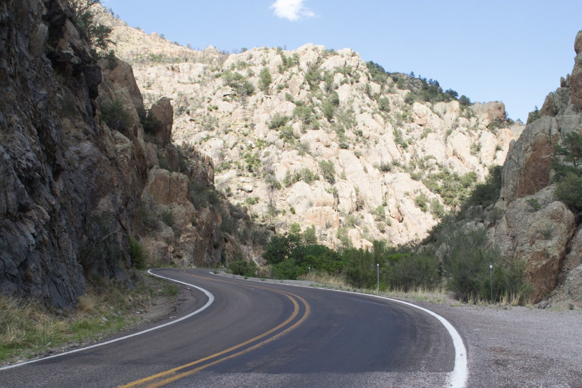 Dense green forest scenery with tall trees in Gila National Forest.