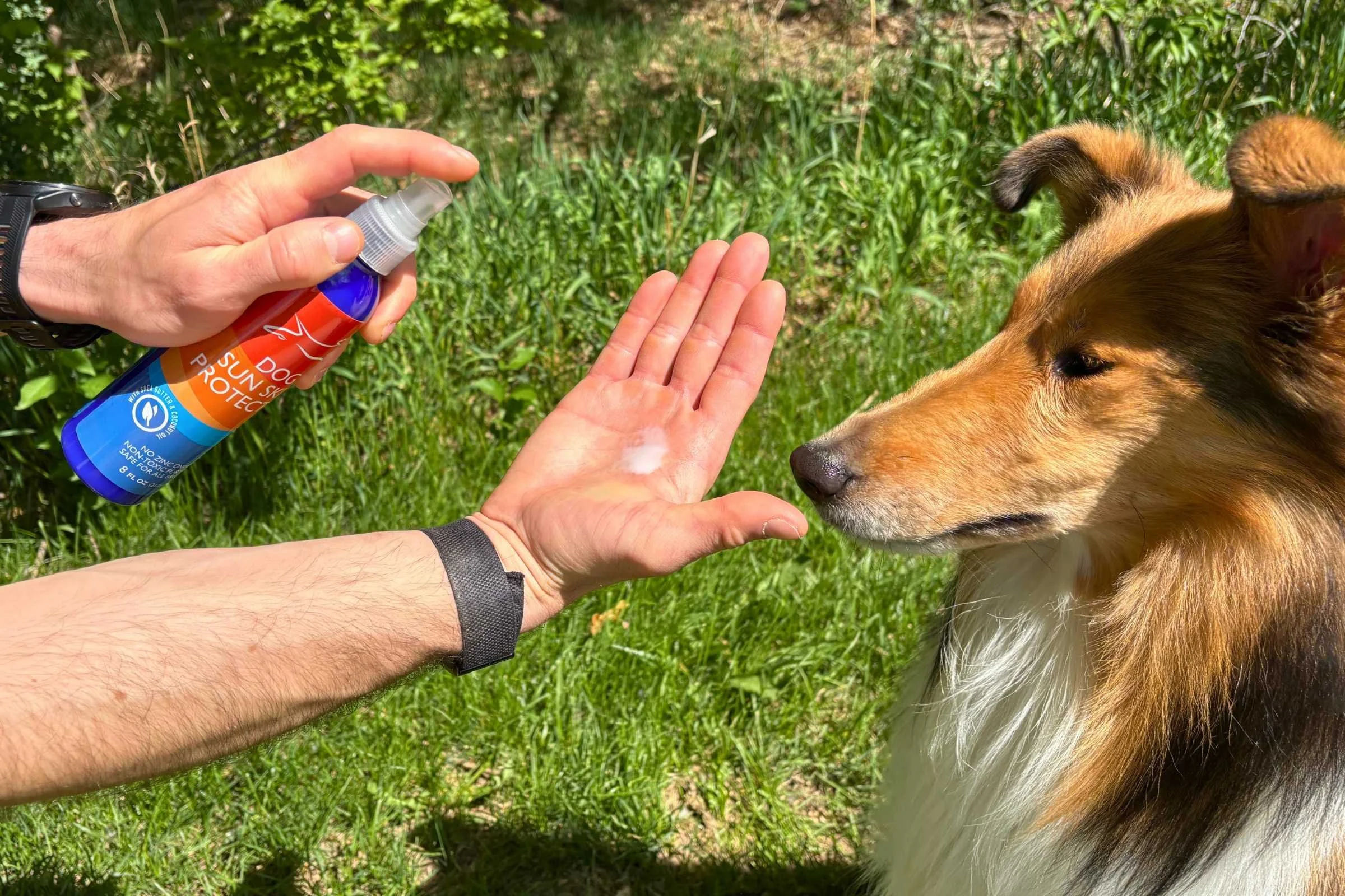 A close-up of a dog sunscreen spray bottle being tested on a surface.