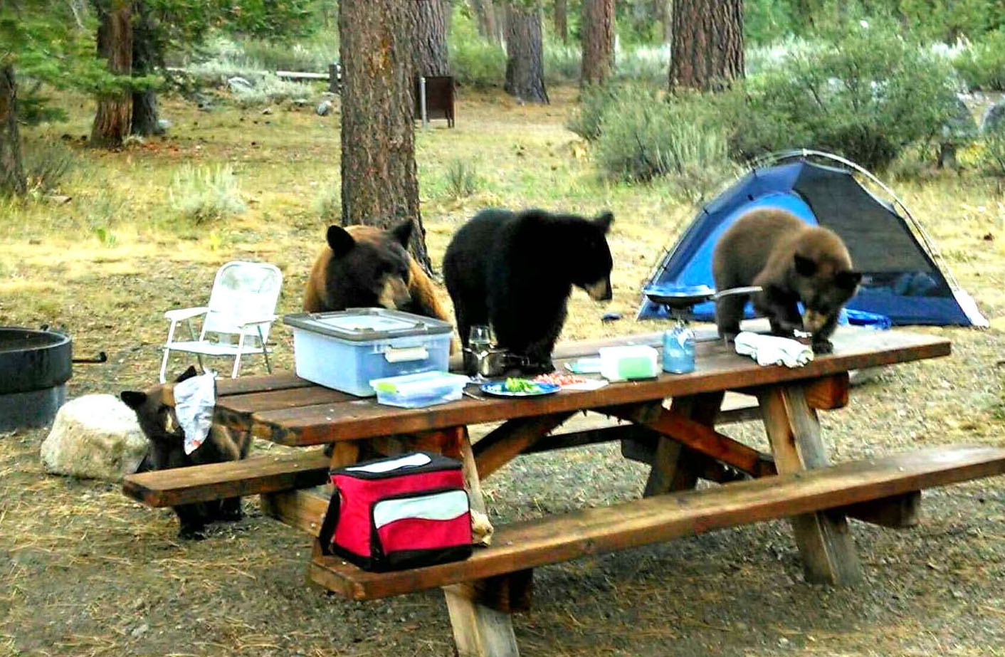 A black bear family investigating a campsite near a picnic table and tent.
