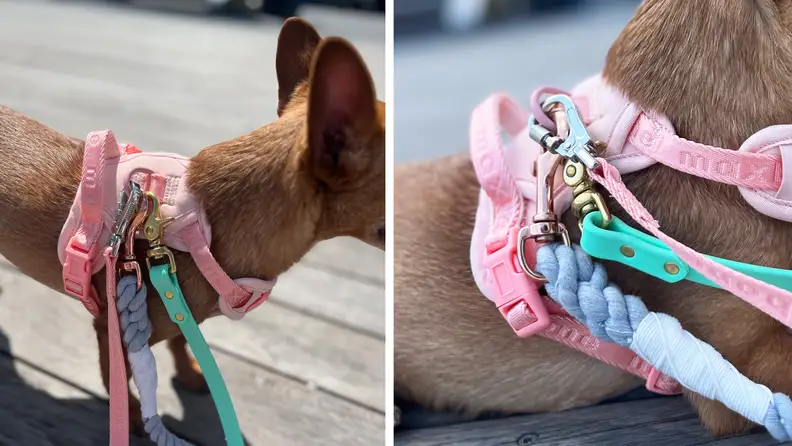 A dog on a boardwalk with several different models of hands-free leashes laid out for comparison.