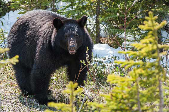 A black bear standing among trees at a close distance, looking toward the camera.