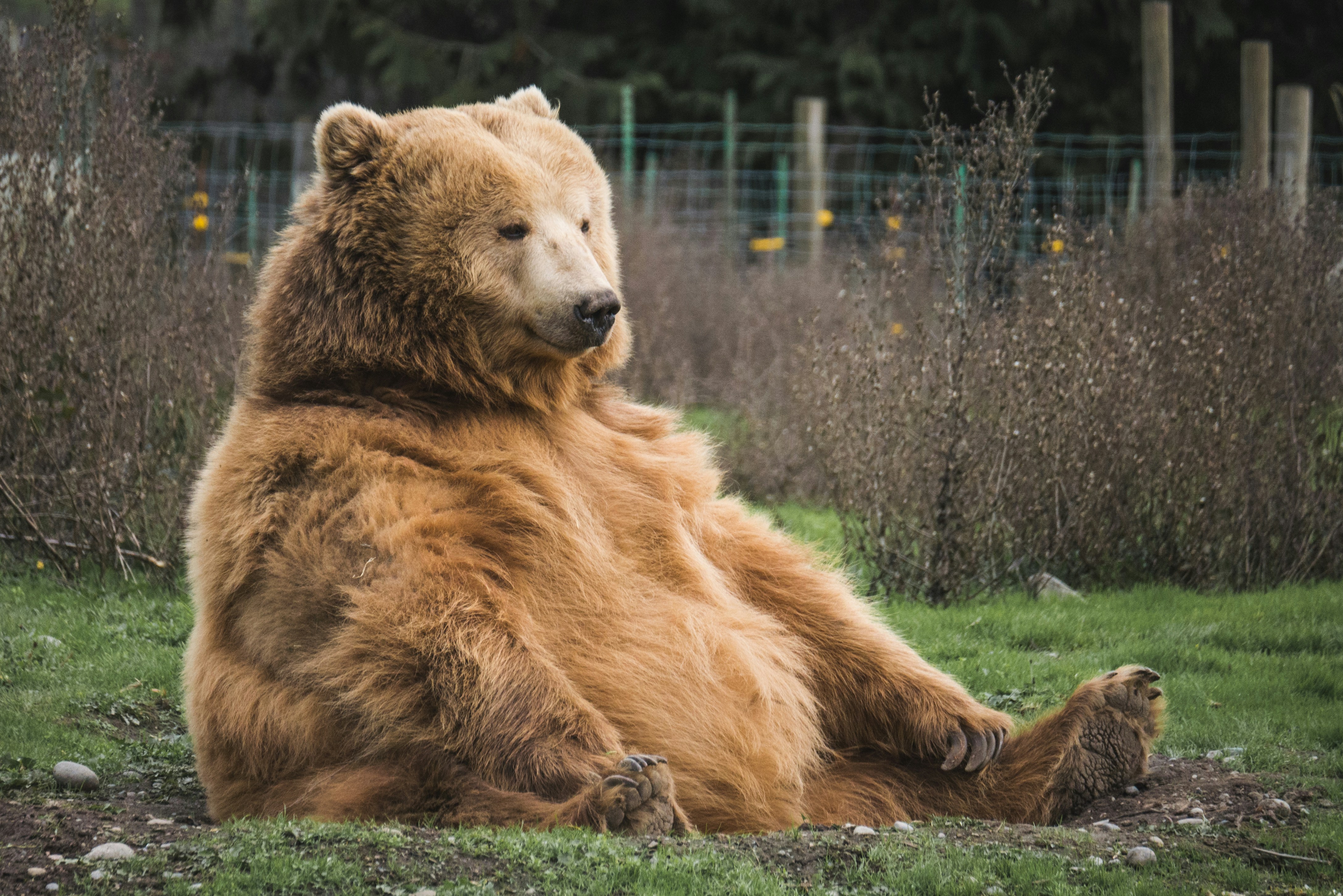 A grizzly bear standing on the gravel bank of a wilderness river.