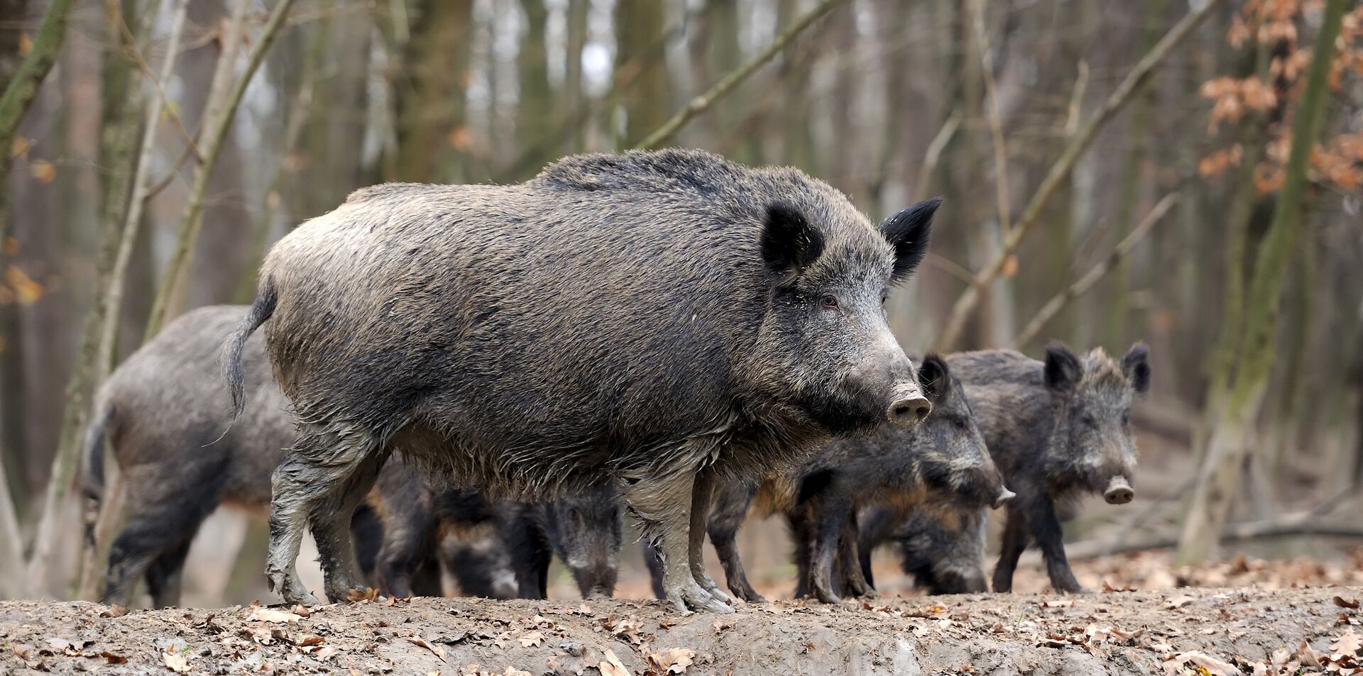 A group of feral hogs gathered in an open pasture at night.
