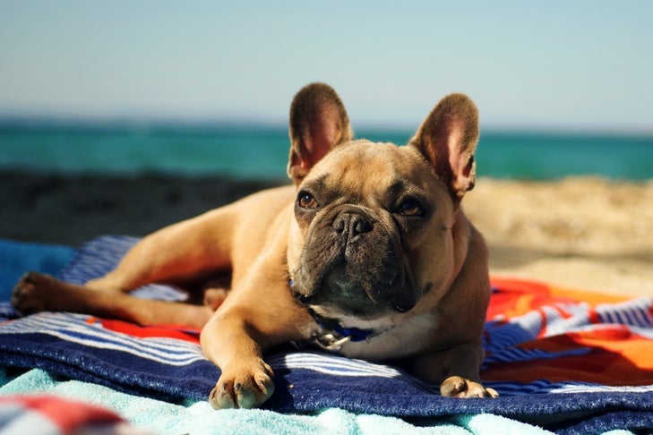 6 Best Dog Sunscreens: Vet-Approved & Tested (2026)