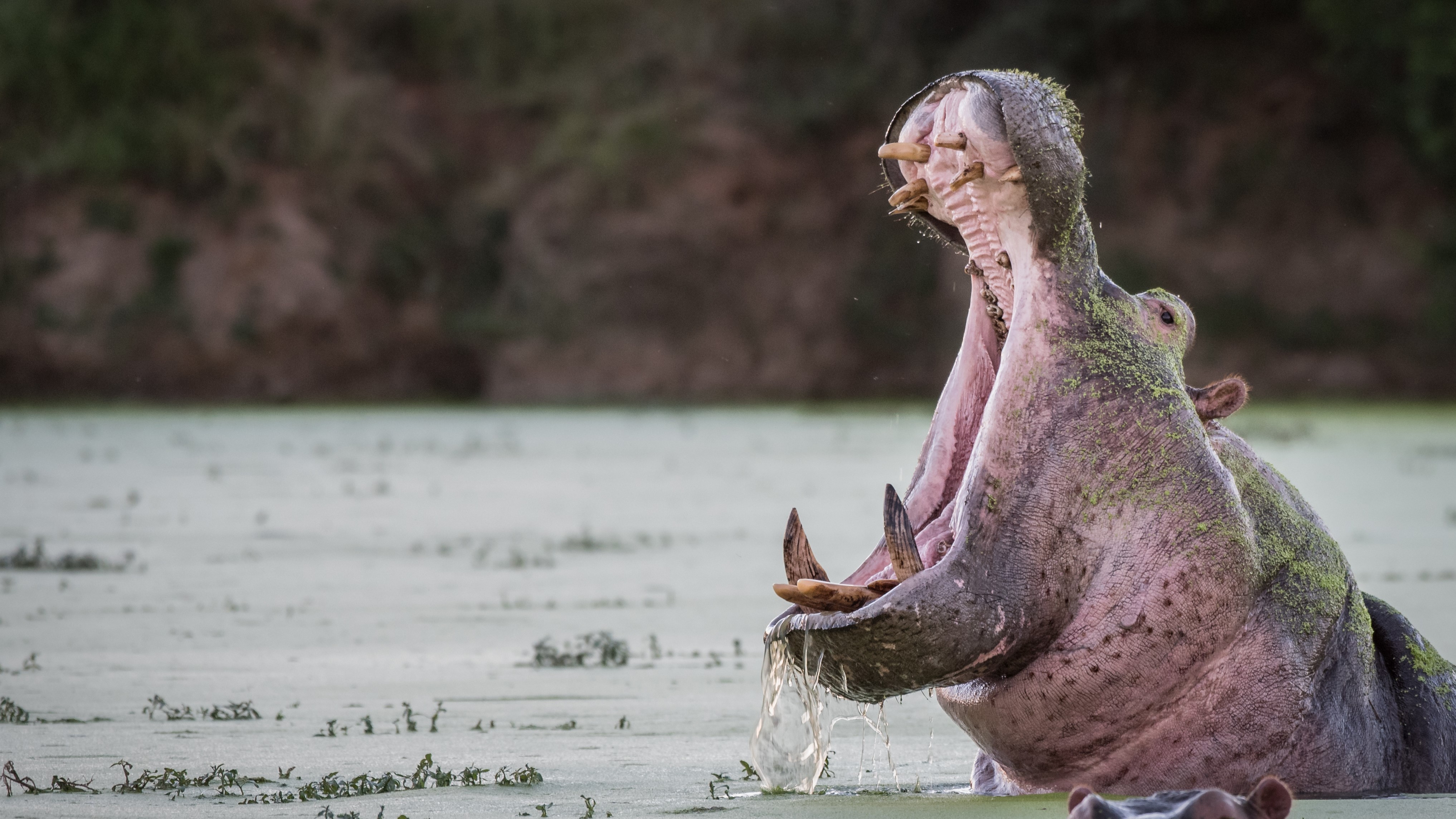 A hippopotamus in a river with its mouth open extremely wide, showing its large tusks.
