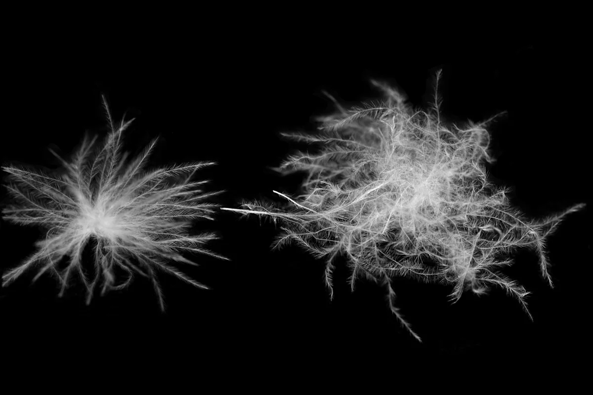 A comparison showing the difference between standard duck down clusters and ultrasonic-treated Muscovy down clusters.