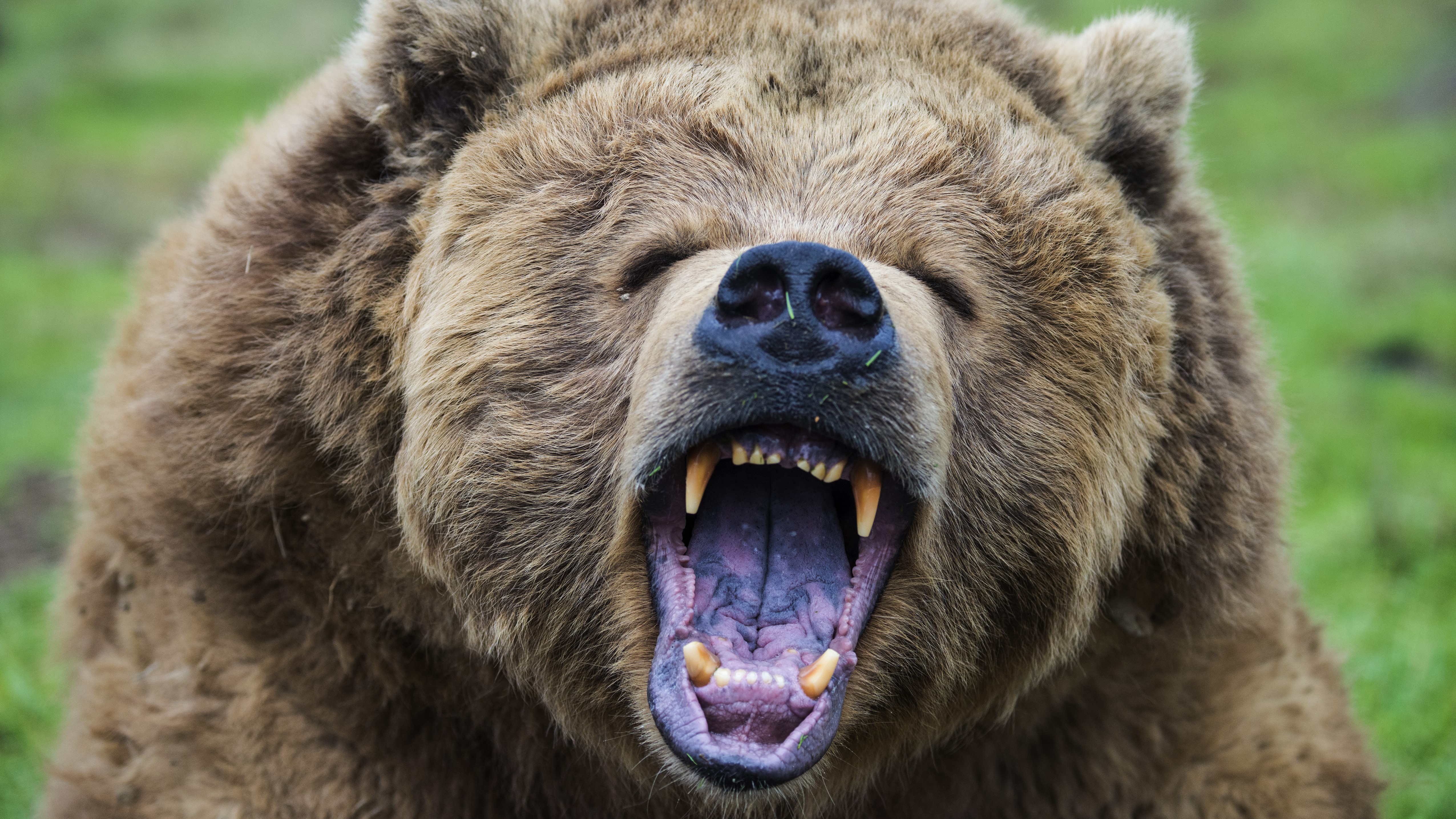 A grizzly bear showing its teeth and growling in a defensive posture.